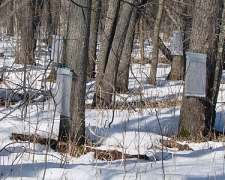 Maple Sugar Shack